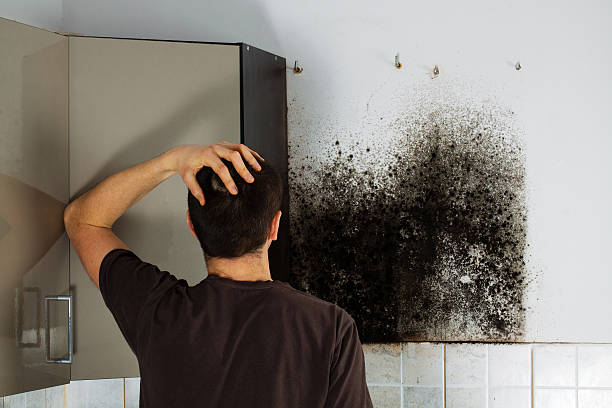 Mold Inspection, Removal & Remediation